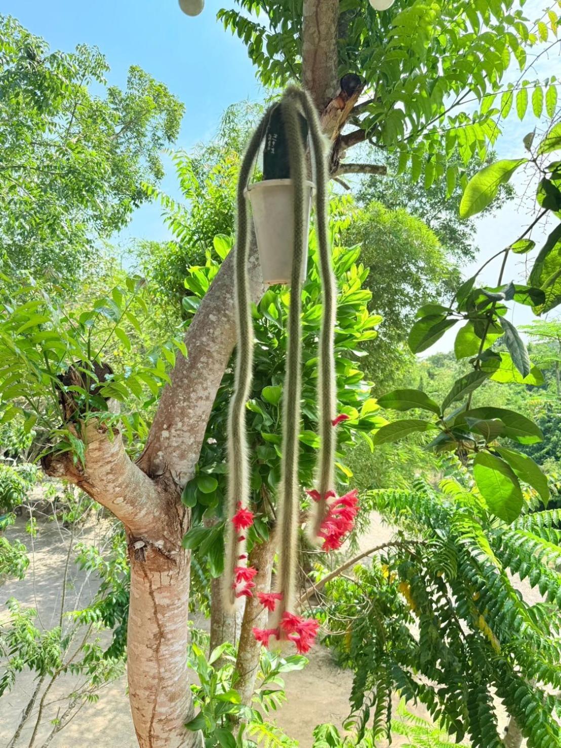 Baan Suan Hill Resort Ban Tha Khun Ngoại thất bức ảnh